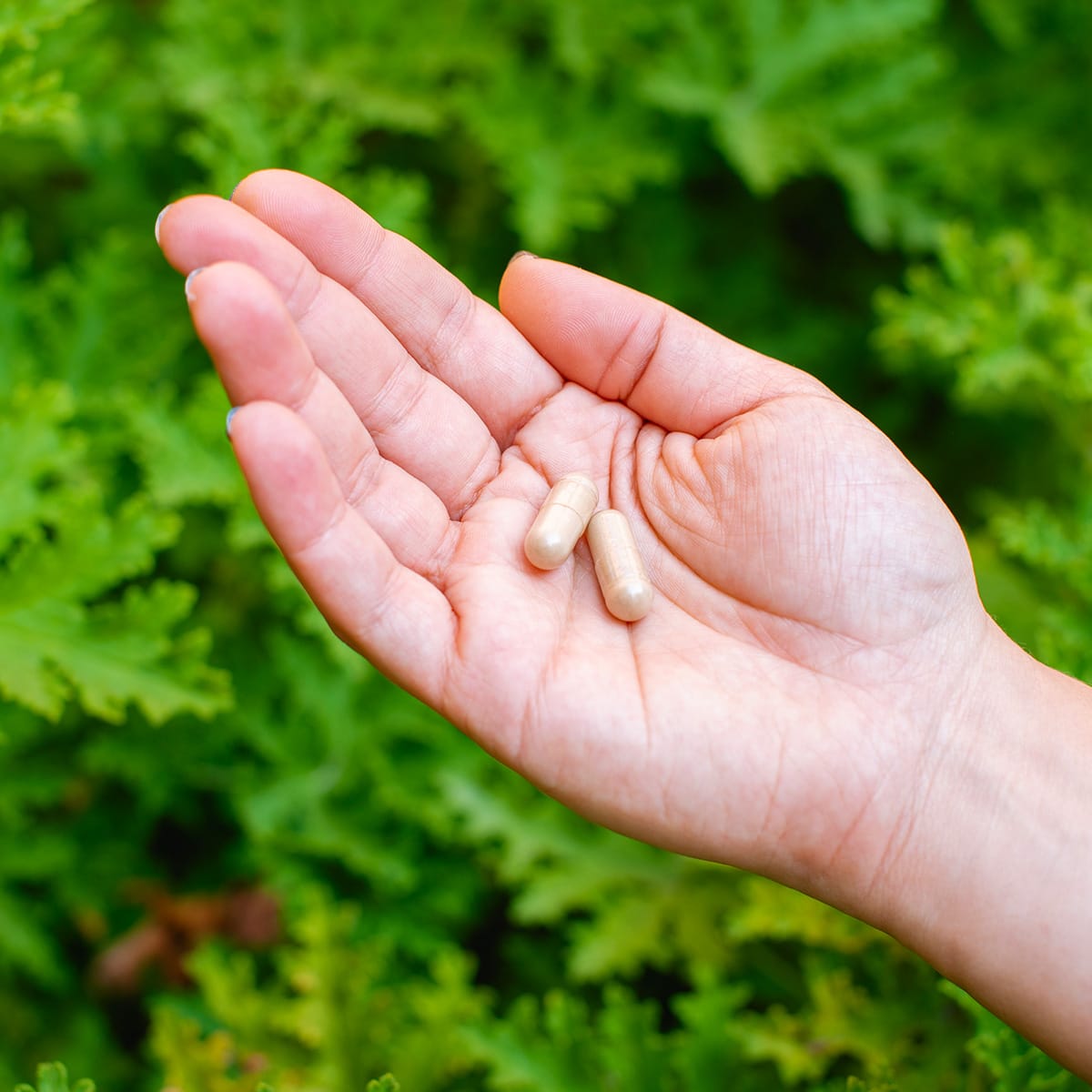 Melena de León Tarro 60 Caps